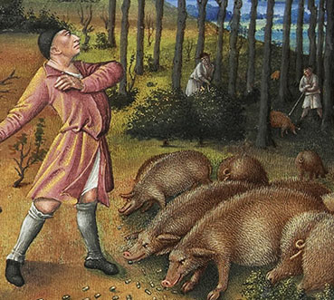 Il maiale nell
